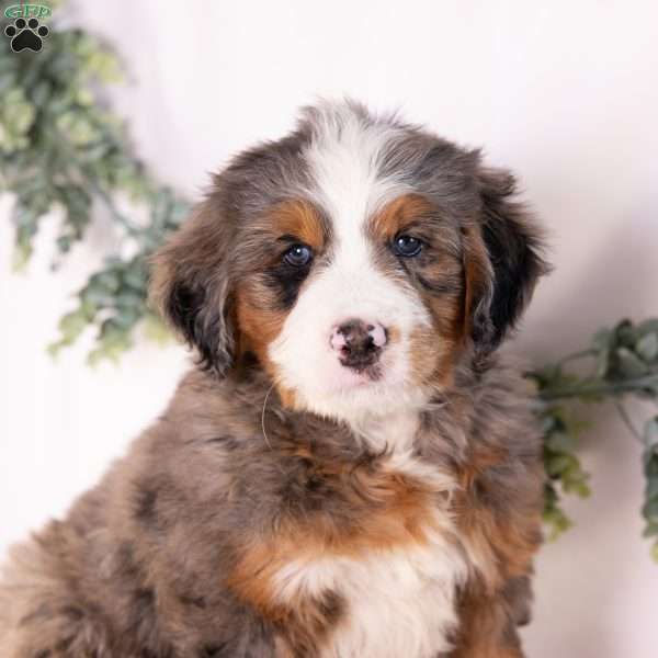 Marcus, Bernedoodle Puppy